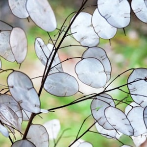 Heirloom Money Silver Dollar Seeds Flower Garden Organic Wildflower Seed Honesty Lunaria annua biennis Purple Flowers