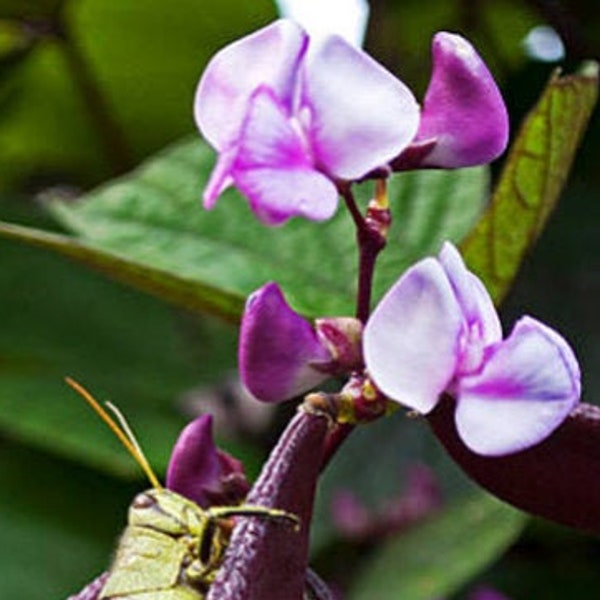 Heirloom Hyacinth Bean Seeds Flowering Annual Vine Garden Organic Seed Non Gmo Dolichos lablab Ruby Moon lablab purpureus Trellis Gardening