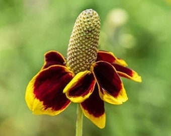 Heirloom Coneflower Mexican Hat Upright Prairie Wildflower Flower Organic Garden Non Gmo Ratibida columnifera Pollinator