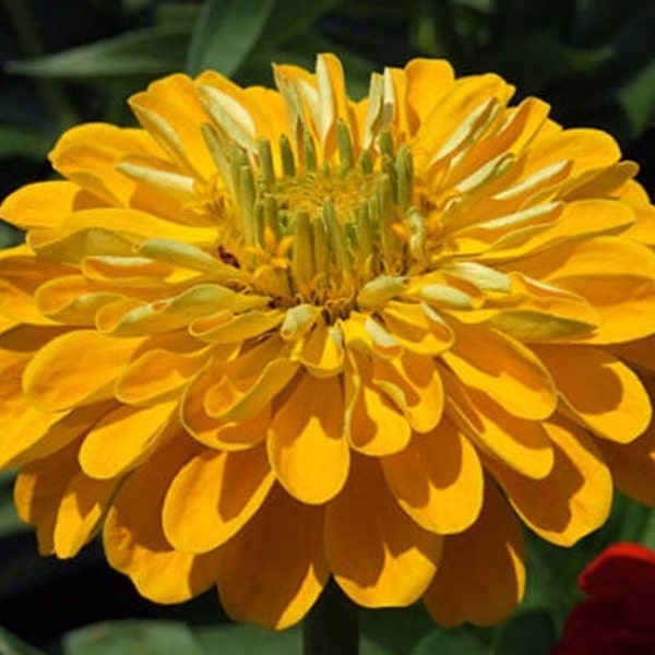 Heirloom Canary Bird Zinnia Seeds - Cutting Garden, Attracts Pollinators, Container Friendly