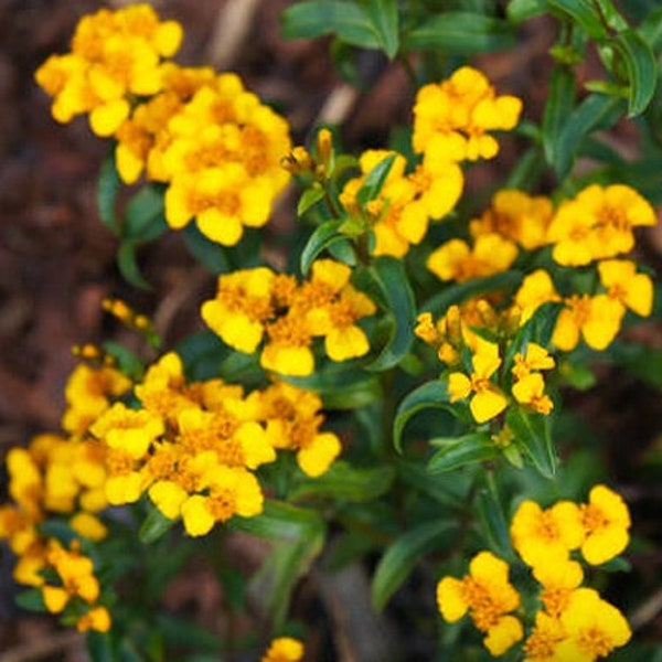 Heirloom Mexican Tarragon Marigold Mint Herb Seed Flower Tea Garden Organic Non Gmo Container Friendly Tagetes lucida