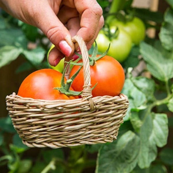 Heirloom New Yorker Bush Tomato Seeds - Container Friendly, Compact Bush Type, Cold Tolerant, Organic, Non-GMO