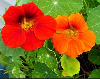Heirloom Dwarf Nasturtium Jewel Mix Seed Edible Flower Herb Organic Attracts Hummingbirds & Bees Container friendly Companion plant