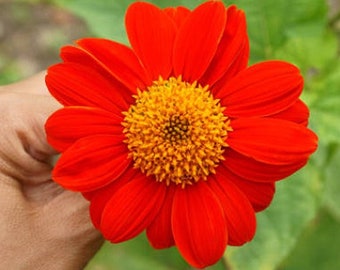 Mexican Torch Heirloom Sunflower Seeds - Golden Flower of the Aztecs, Attracts Butterflies & Hummingbirds