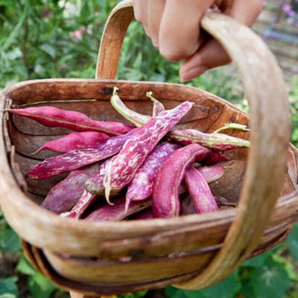 Heirloom French Horticultural Half Runner Bean Seeds - Organic, Non-GMO