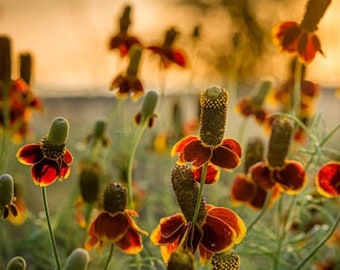 Heirloom Coneflower Mexican Hat Upright Prairie Wildflower Flower Organic Garden Non Gmo Ratibida columnifera Pollinator