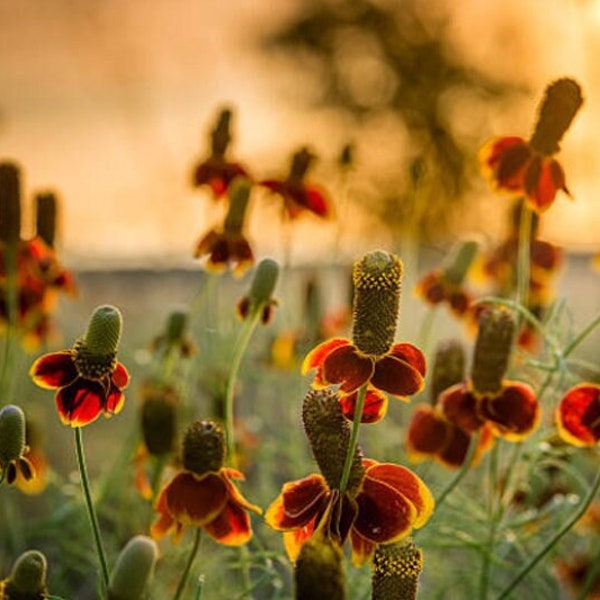 Heirloom Coneflower Mexican Hat Upright Prairie Wildflower Flower Organic Garden Non Gmo Ratibida columnifera Pollinator