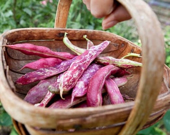 Heirloom French Horticultural Half Runner Bean Seeds - Organic, Non-GMO