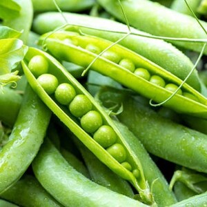 Heirloom Lincoln Shelling Peas Seeds Organic, Non-GMO image 2