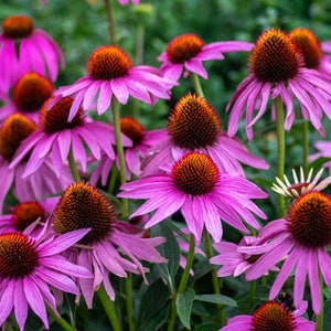 Heirloom Echinacea purpurea Coneflower Seed Wildflower Herb Garden Organic Pollinator Cut Flower Perennial Non Gmo image 1