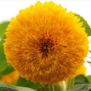 Heirloom Teddy Bear Sunflower Seeds image 1
