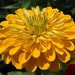 see more listings in the Blumensamen section