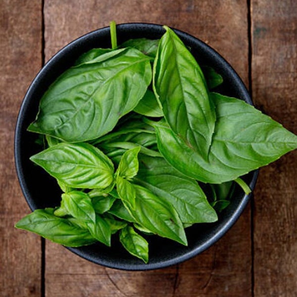 Heirloom Large Leaf Italian Basil Seeds