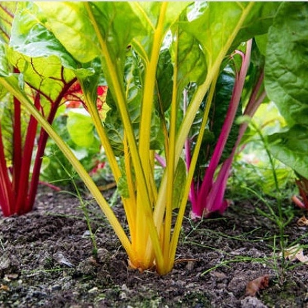 Heirloom Rainbow Swiss Chard Seeds - Container Friendly, Spinach Substitute, Ornamental Edible, Organic, Non-GMO