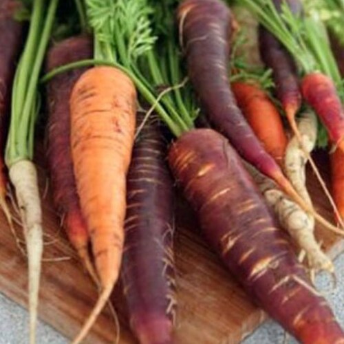 350 Rainbow Mix Carrot Seeds Non-Gmo