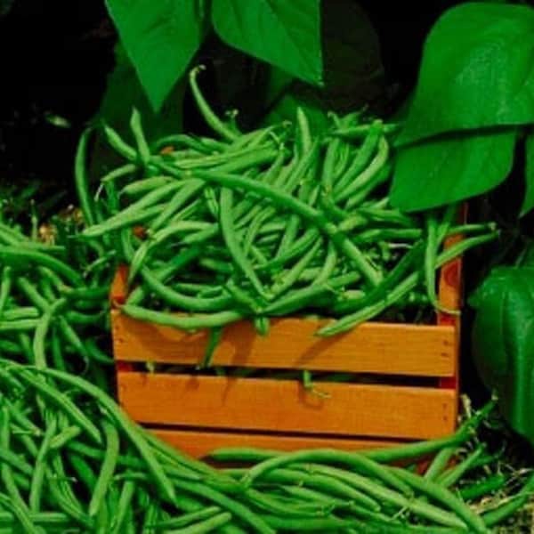 Heirloom Kentucky Wonder Pole Bean Seeds - Organic, Non-GMO