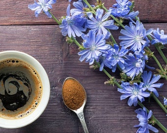 Heirloom Chicory Medicinal Herb Coffee Substitute Seed Garden Organic Non Gmo Cichorium intybus