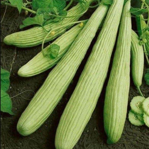 Heirloom Armenian Cucumber Seeds