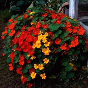 Nasturtium, Tall Mix Heirloom Flower Seeds - Edible Herb, Semi-Trailing, Hanging Basket, Companion plant, Attracts Hummingbirds, Non-GMO