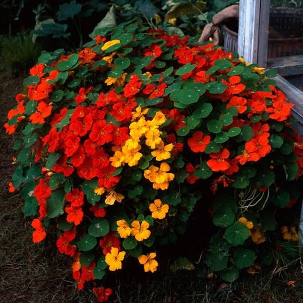 Nasturtium, Tall Mix Heirloom Flower Seeds - Edible Herb, Semi-Trailing, Hanging Basket, Companion plant, Attracts Hummingbirds, Non-GMO