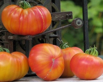 Heirloom Old German Tomato Seeds Vegetable Garden Organic Non Gmo Beefsteak Mennonite Indeterminate Multicolor Tomato