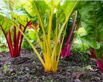 Heirloom Rainbow Swiss Chard Blend Seeds Organic Vegetable Garden Container Friendly Baby Greens Spinach Substitute Ornamental Edible