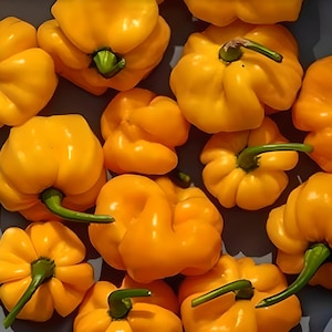 Jamaican Hot Yellow Mushroom Hot Pepper Heirloom Seeds - Rare Scotch Bonnet, Organic, Non-GMO
