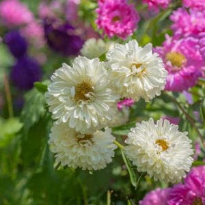 Powder Puff Aster Flower Seeds: Heirloom, Easy to Grow, Pollinator Friendly image 4