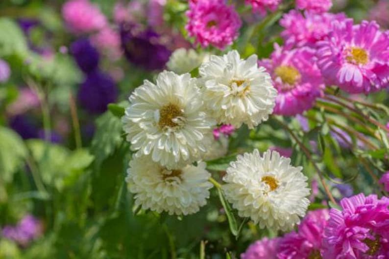 Powder Puff Aster Flower Seeds: Heirloom, Easy to Grow, Pollinator Friendly image 4