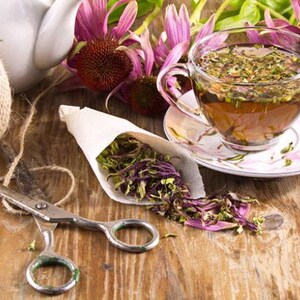 Heirloom Echinacea Purple Coneflower Seeds afbeelding 9