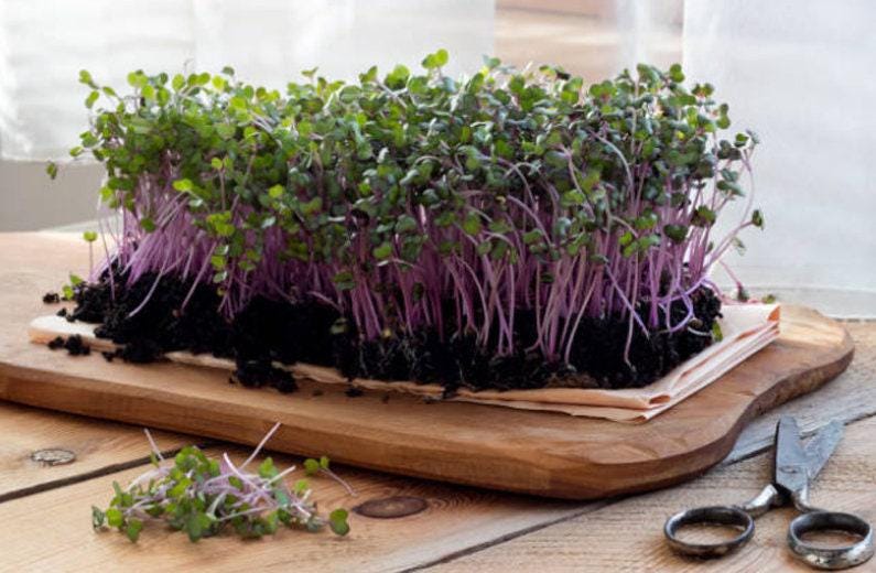 Izzie's Blend Microgreen Mix 500+ Seeds, Micro Green Sprouts, Heirloom Container Gardening, Non-GMO