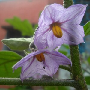 Fingerling Mix Eggplant Heirloom Seeds - Good for Containers, Patio & Balcony, Organic, Non-GMO image 6