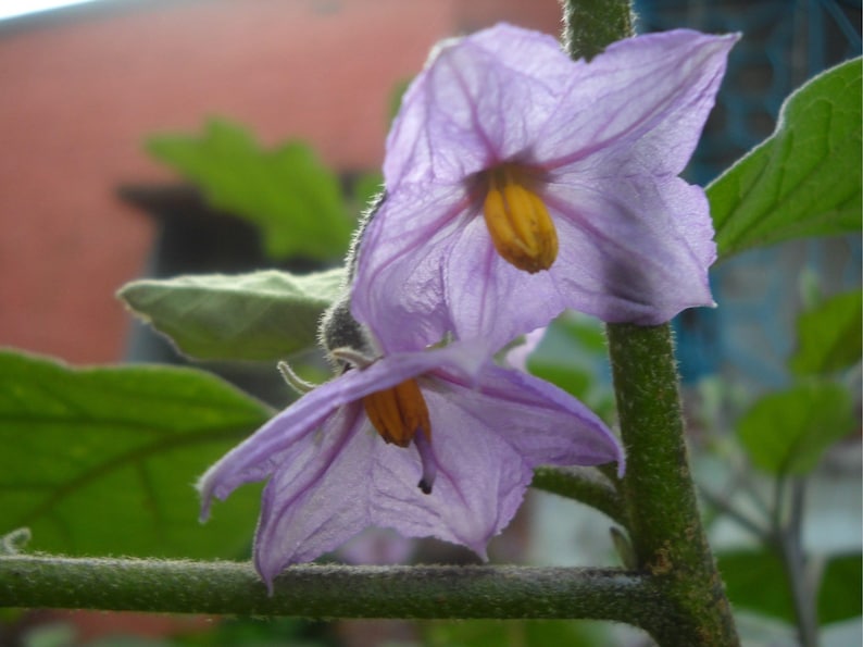 Fingerling Mix Eggplant Heirloom Seeds - Good for Containers, Patio & Balcony, Organic, Non-GMO image 6