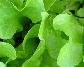 Heirloom Black Seeded Simpson Leaf Lettuce Seeds - Organic, Non-GMO