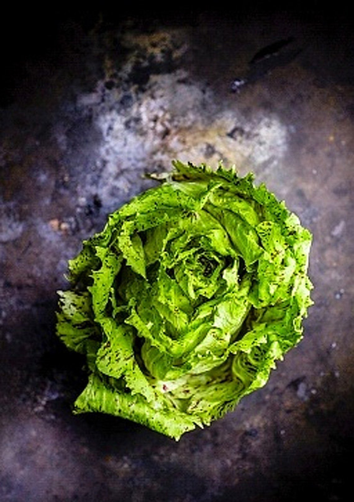 Heirloom Escarole Endive Vegetable Seed Garden Organic Non Gmo Etsy