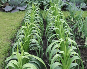 Giant Musselburg Leek Seeds - Heirloom Seeds, Cold Hardy, Long Harvest, Open Pollinated, Non-GMO (Allium ampeloprasum)