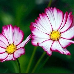 Picotee Cosmos Heirloom Flower Seeds image 3