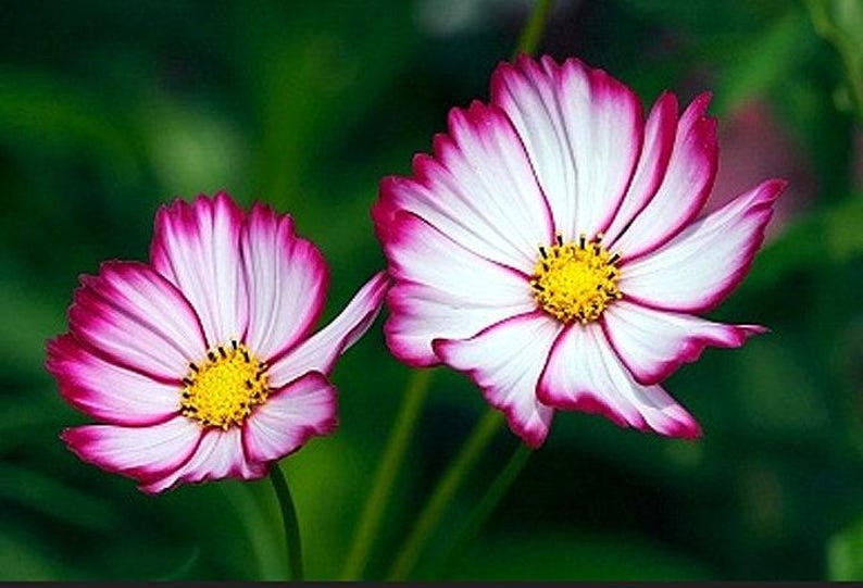 Picotee Cosmos Heirloom Flower Seeds image 3