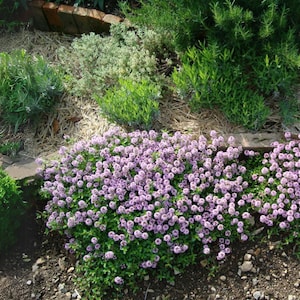 Creeping Thyme 300+ Seeds - Heirloom Herb, Culinary & Medicinal, Fragrant Ground Cover, Open Pollinated, Non-GMO image 6