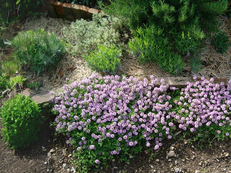 Creeping Thyme 300+ Seeds - Heirloom Herb, Culinary & Medicinal, Fragrant Ground Cover, Open Pollinated, Non-GMO image 6
