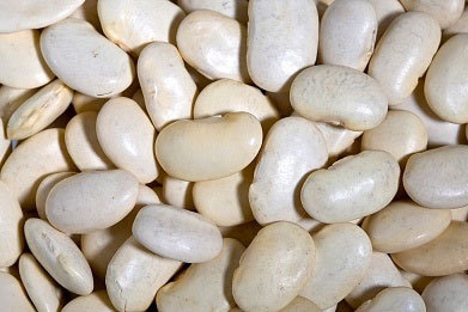 Heirloom Lima Bean, King of the Garden Seeds Pole Bean, Butter Beans