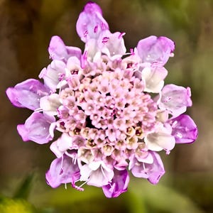 Imperial Mix Pincushion Flower 200+ Seeds - Heirloom Pollinator, Cut Flower & Butterfly Garden, Open Pollinated, Non-GMO