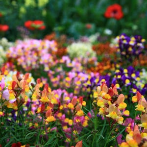 Fairy Bouquet Baby Snapdragon (Linaria) Heirloom Flower Seeds - Moroccan Toadflax, Easy to Grow, Quick to Bloom