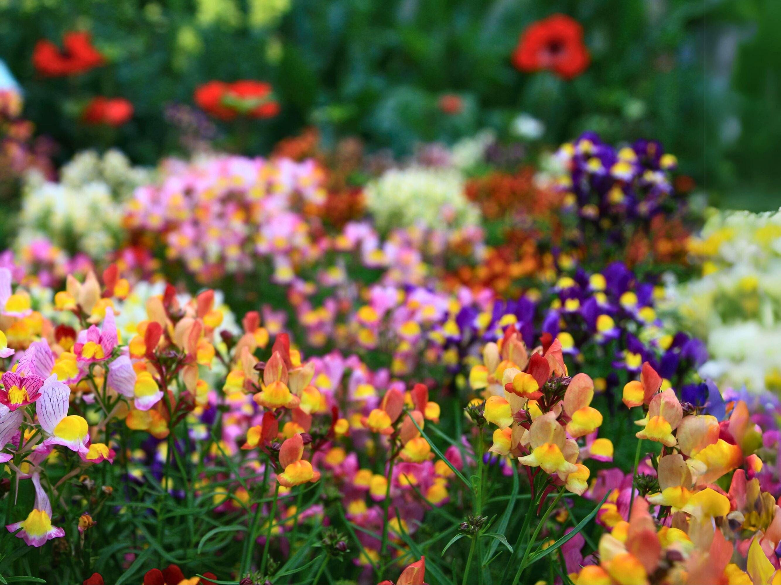 Fairy Bouquet Baby Snapdragon (Linaria) Heirloom Flower Seeds - Moroccan Toadflax, Easy to Grow, Quick to Bloom