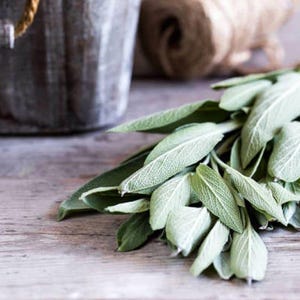 Heirloom Broadleaf Sage Seeds