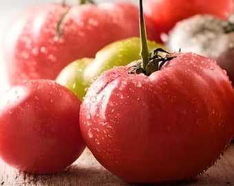 Heirloom Mortgage Lifter Tomato Seeds - Organic, Non-GMO