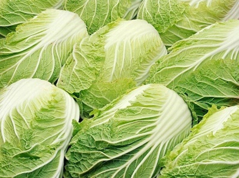 Heirloom Kimchi Cabbage Vegetable Seed Garden Organic Non Gmo Etsy