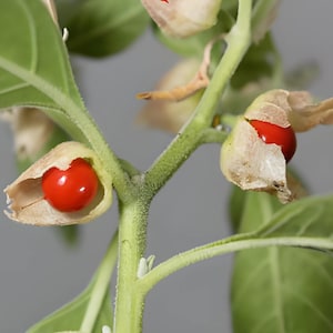 A close-up view of an Ashwagandha plant stem with red berries growing on it, surrounded by green leaves.