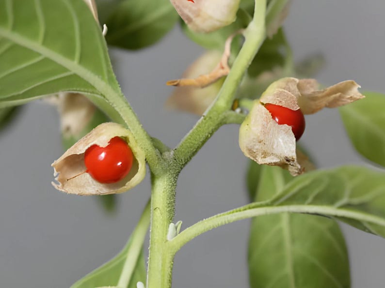 A close-up view of an Ashwagandha plant stem with red berries growing on it, surrounded by green leaves.