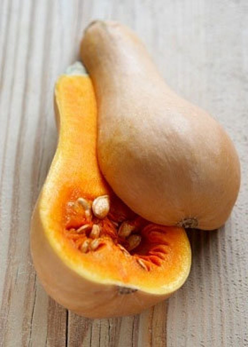 Heirloom Butternut Squash Seeds Organic Vegetable Garden Non Etsy